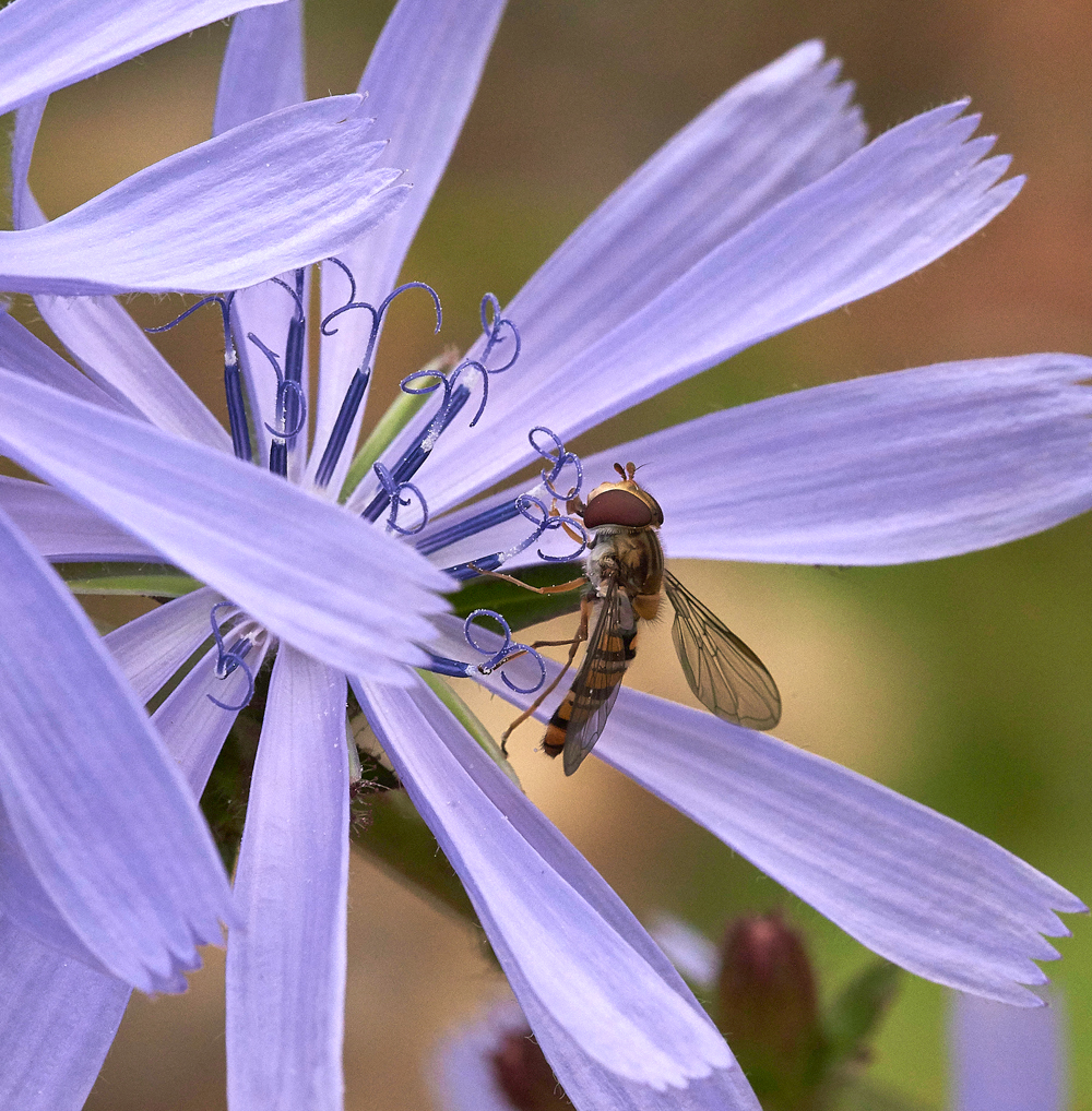 Chicory030717-2