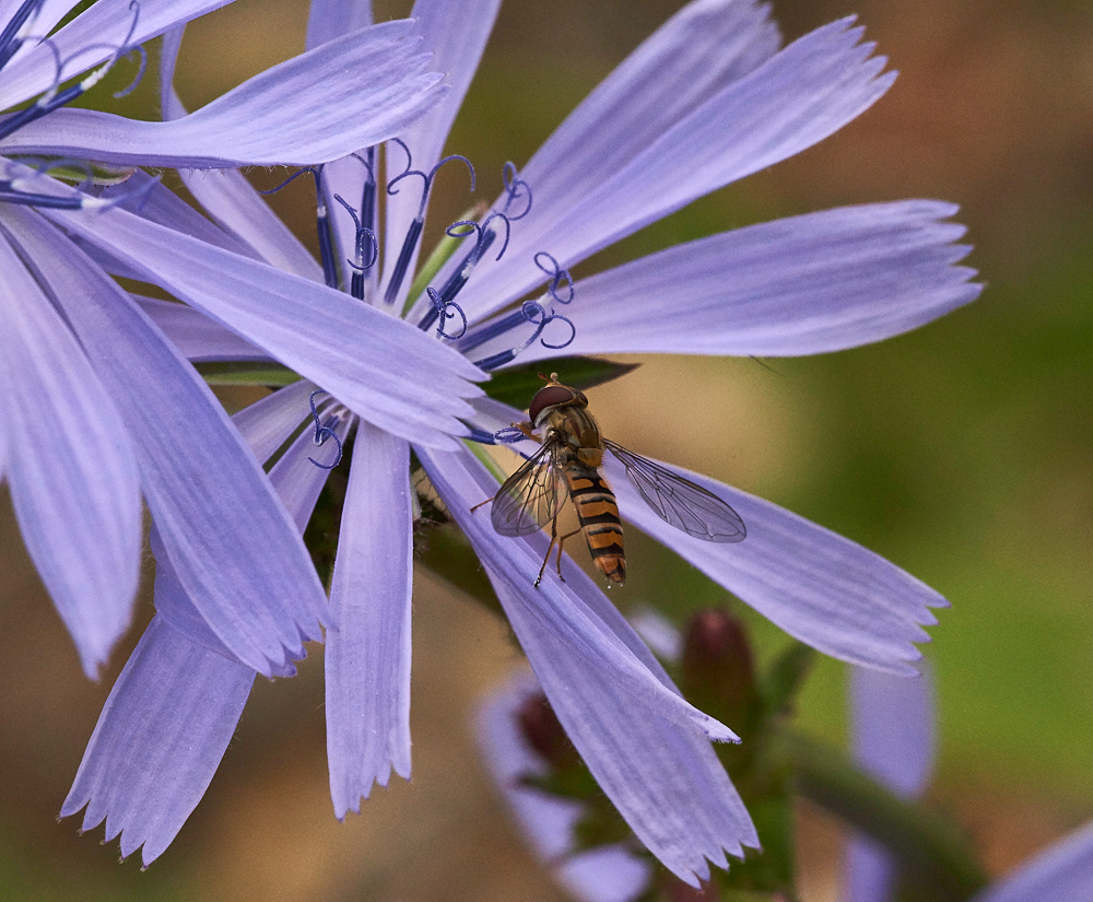 Chicory030717-3