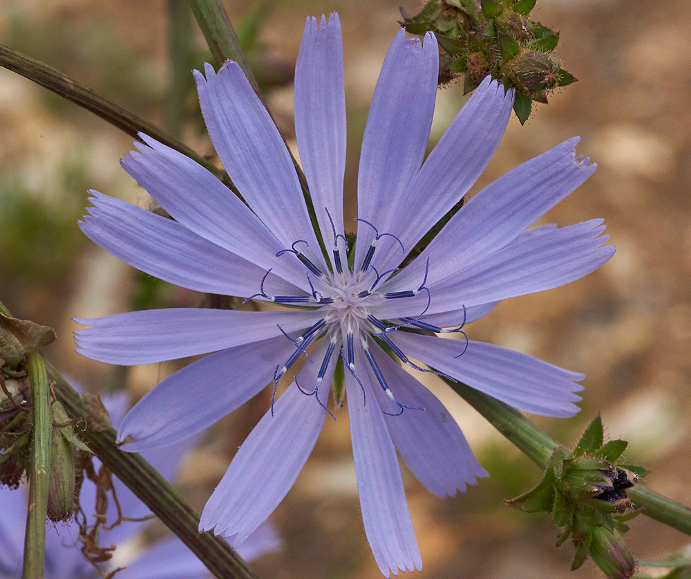 Chicory030717-4