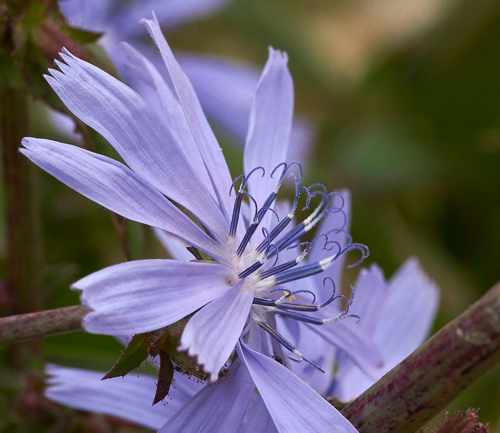 Chicory030717-5