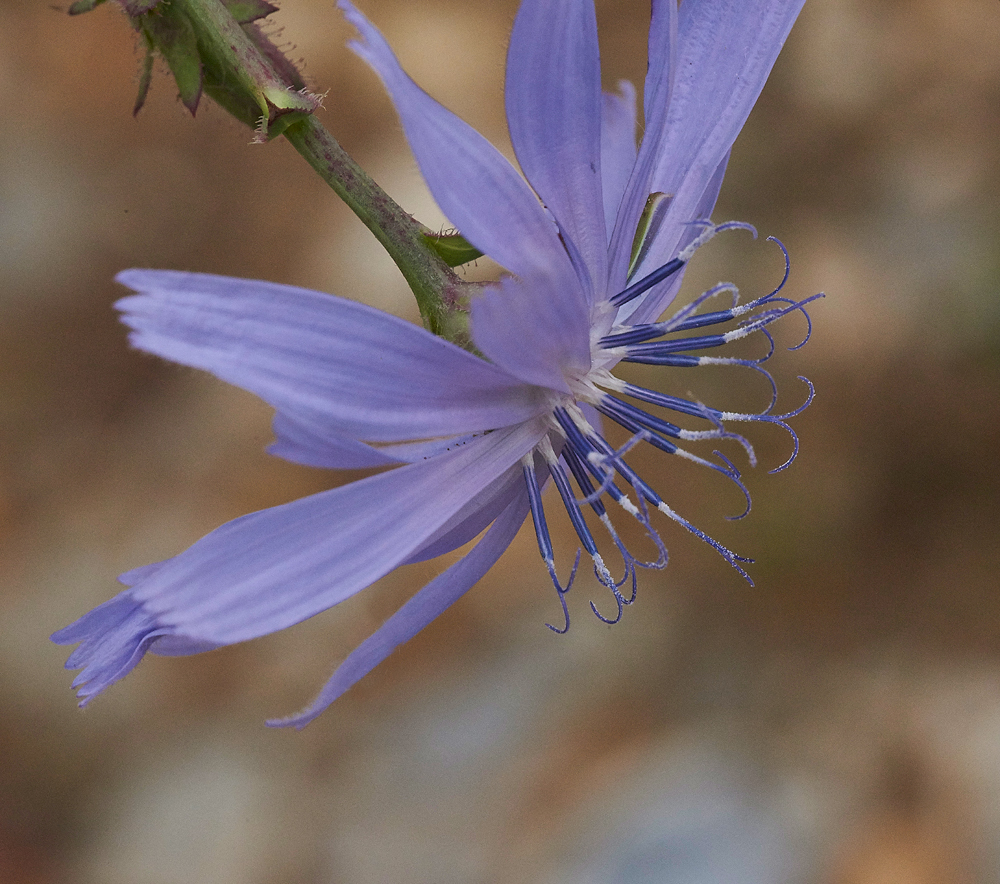 Chicory030717-6