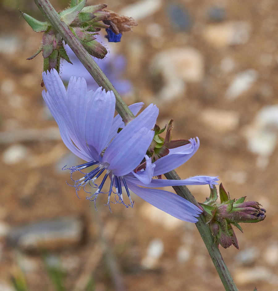 Chicory030717-7