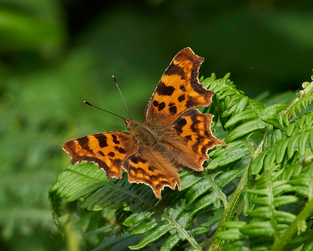 Comma020717-1