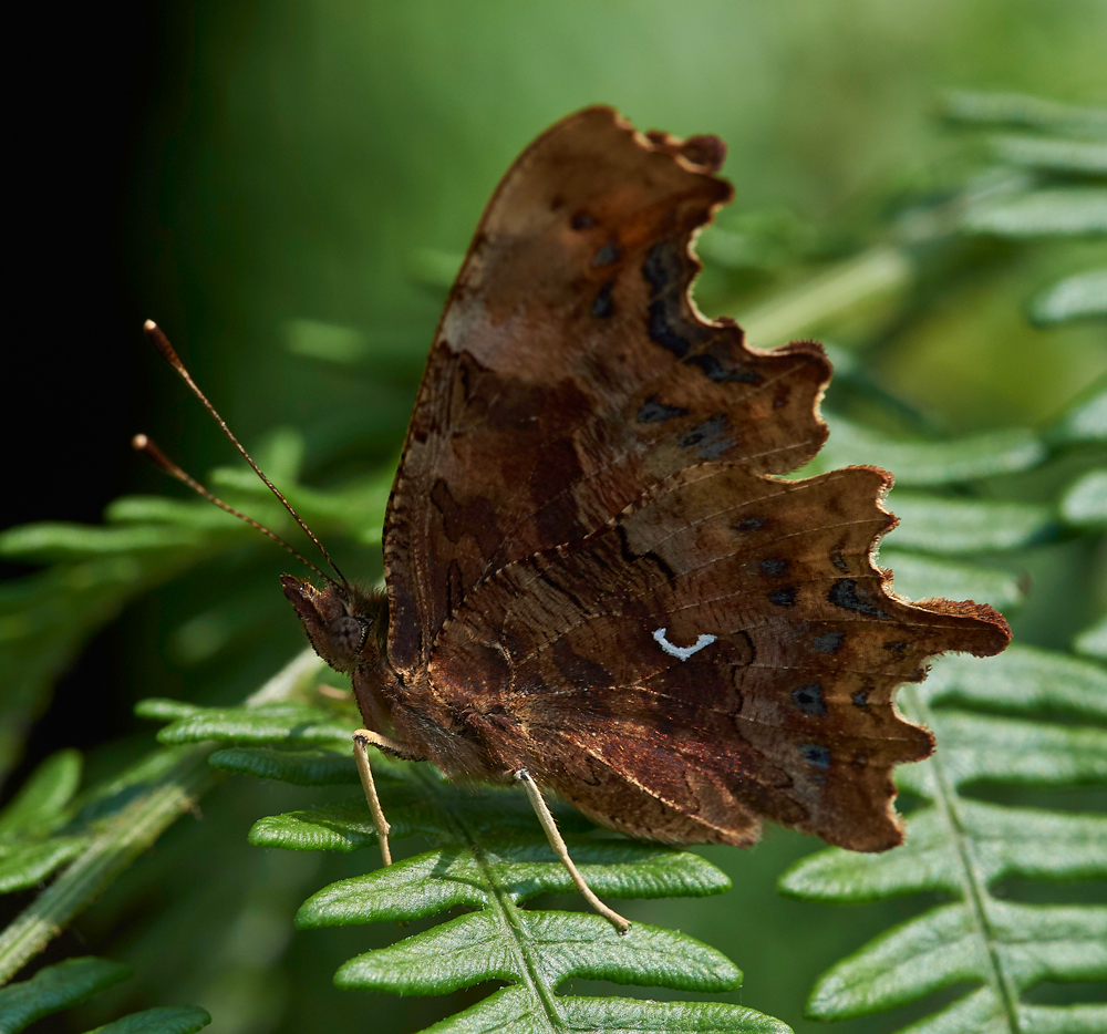 Comma210617