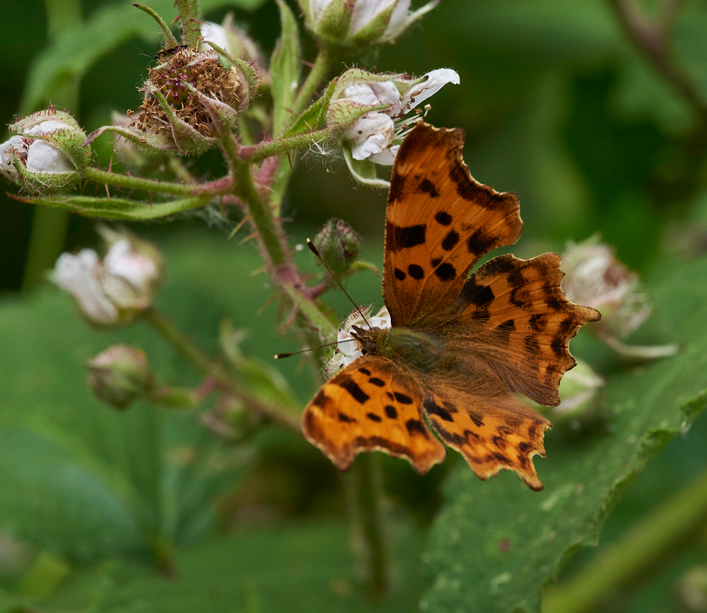 Comma240617-1