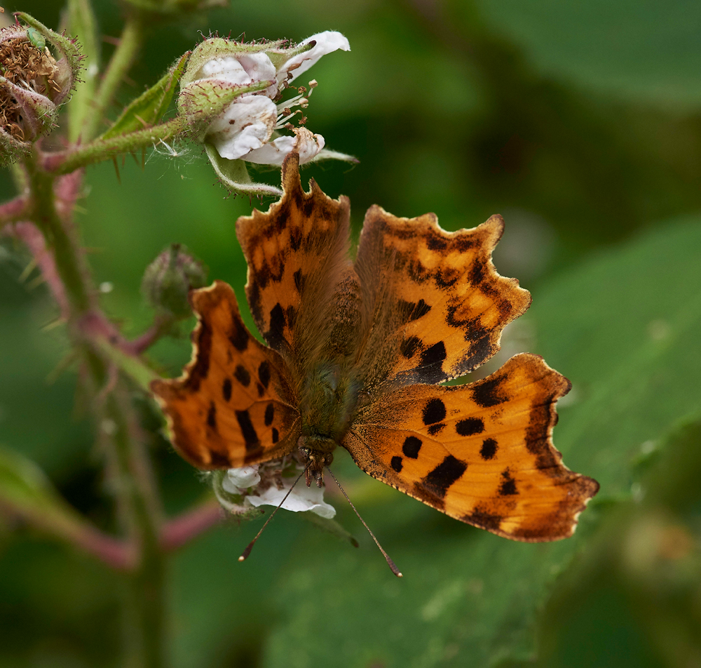 Comma240617-2