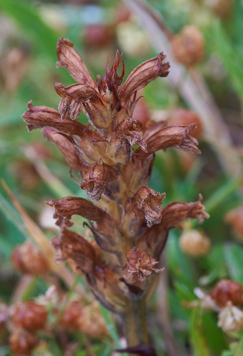 CommonBroomrape270617-1