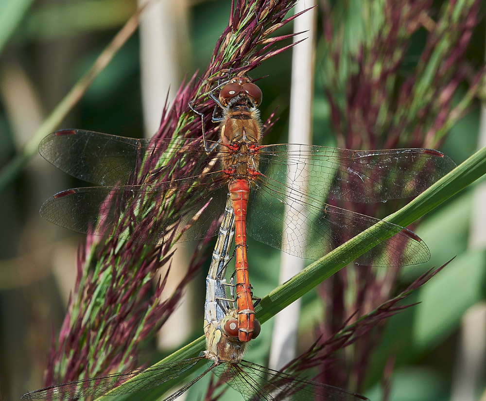 CommonDarter150817-1