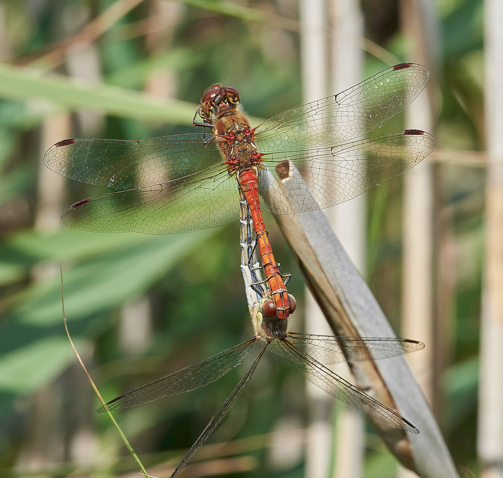 CommonDarter150817-4