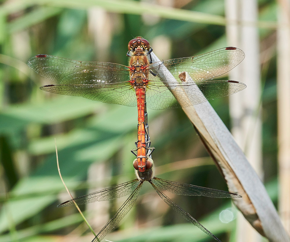 CommonDarter150817-5