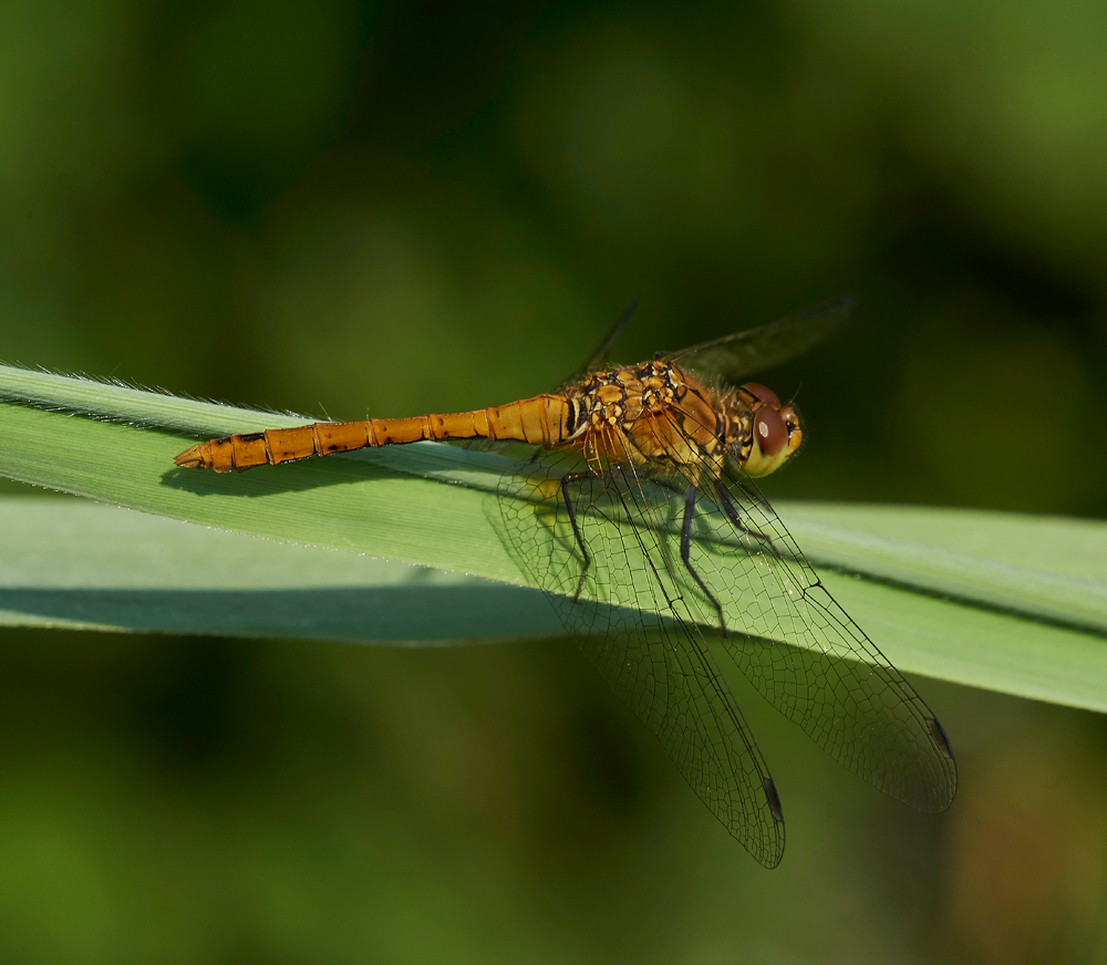 CommonDarter210617