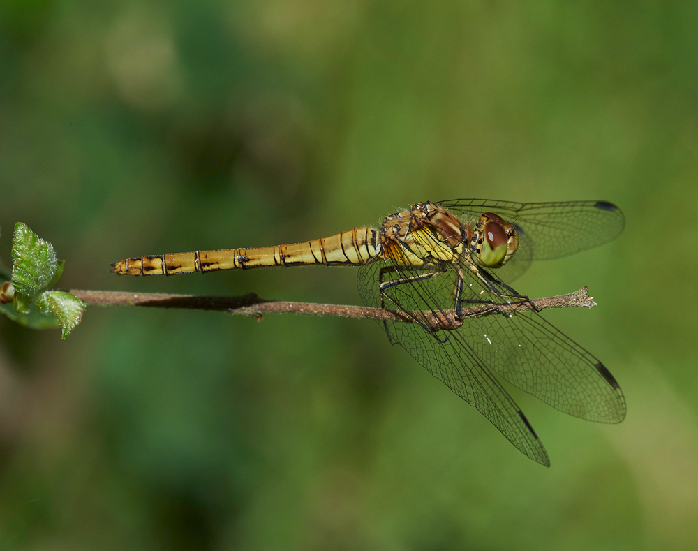 CommonDarter210717-1