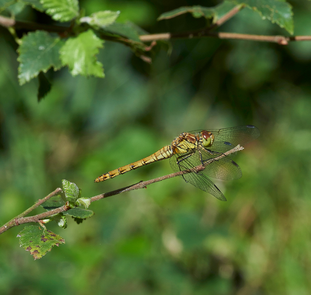 CommonDarter210717-2