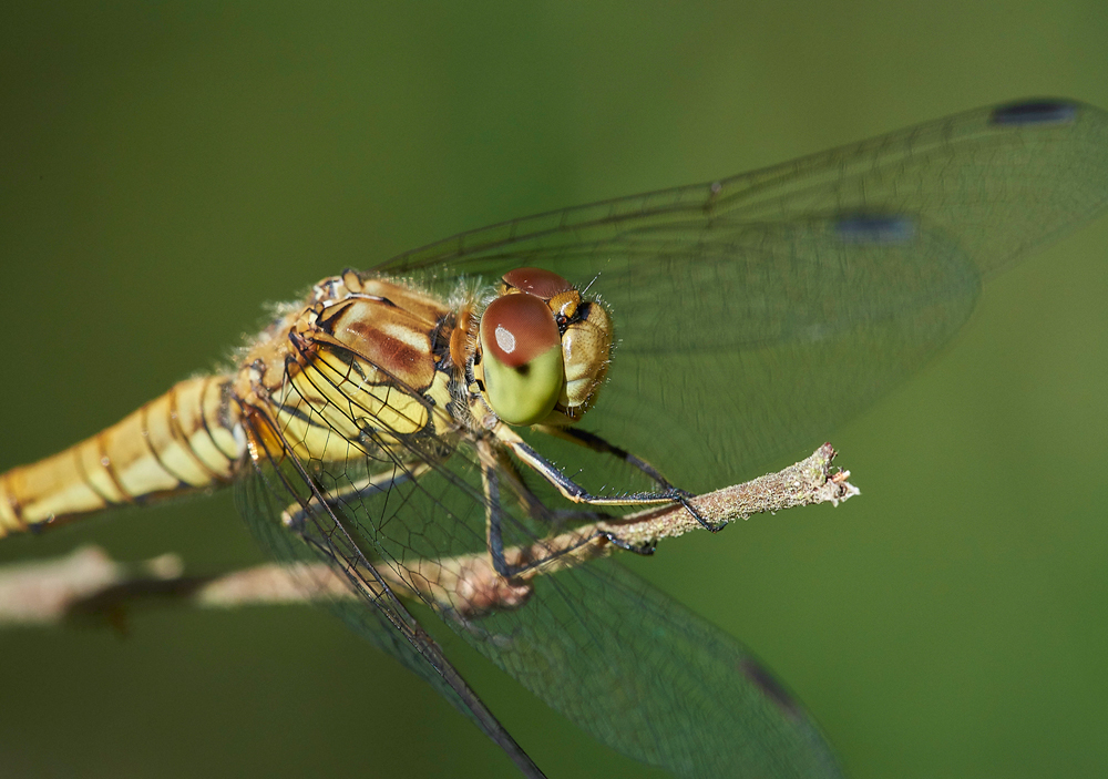 CommonDarter210717-3