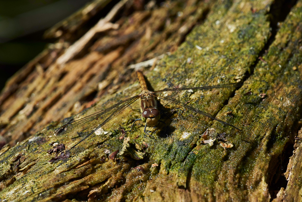 CommonDarter210717-4