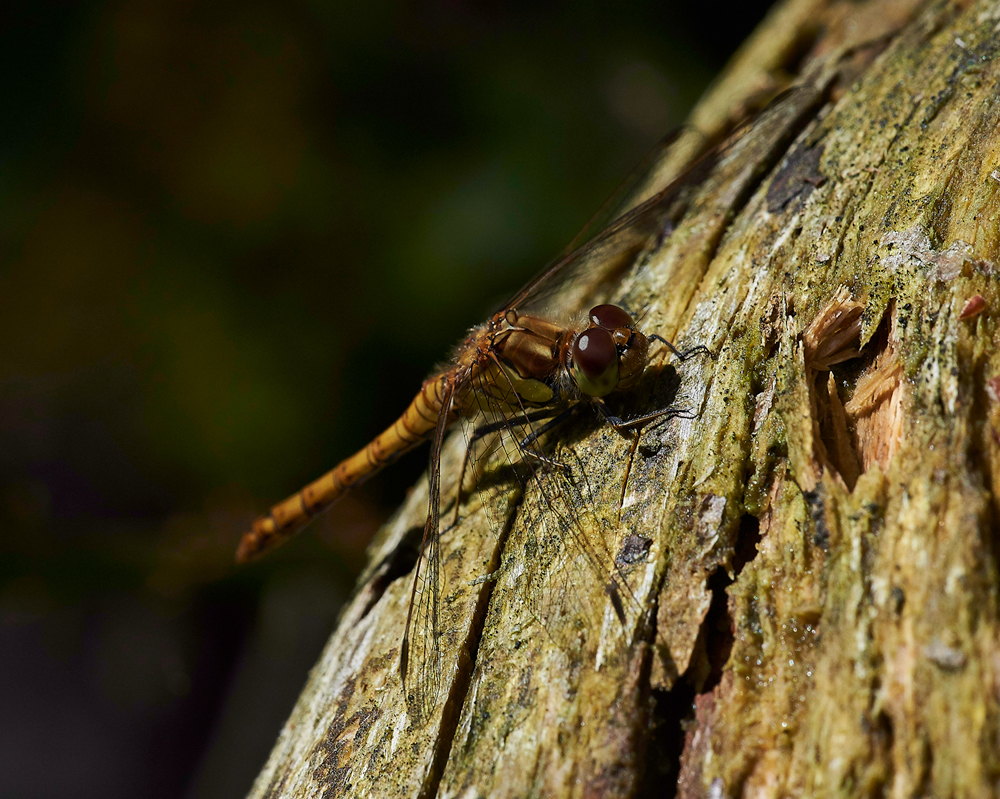 CommonDarter210717-5