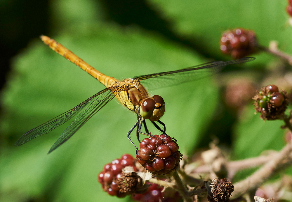 CommonDarter280717-1