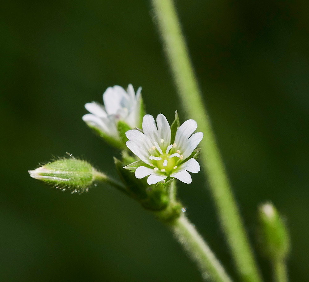 CommonMouse-ear220517-1