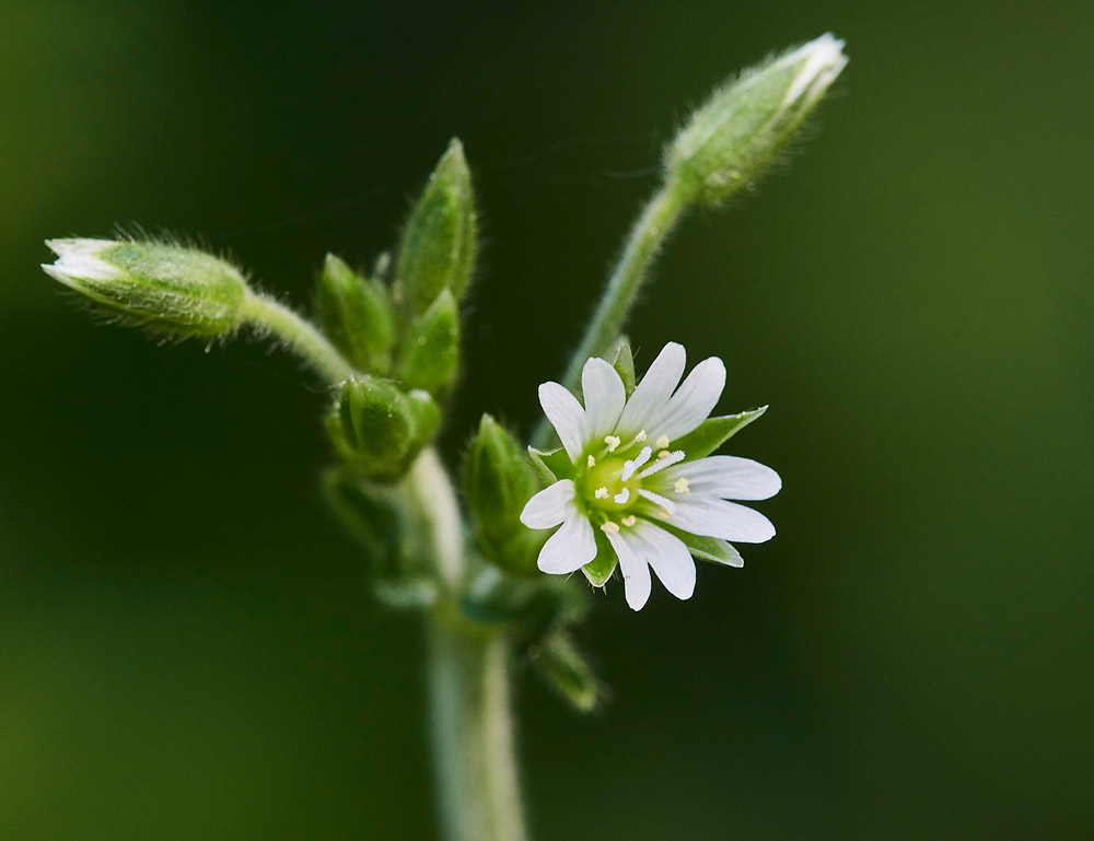 CommonMouse-ear220517-2