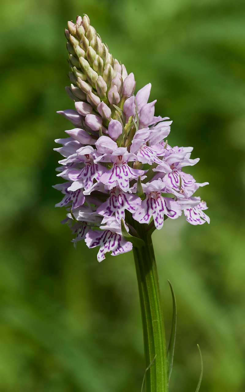 CommonSpottedOrchid09-617