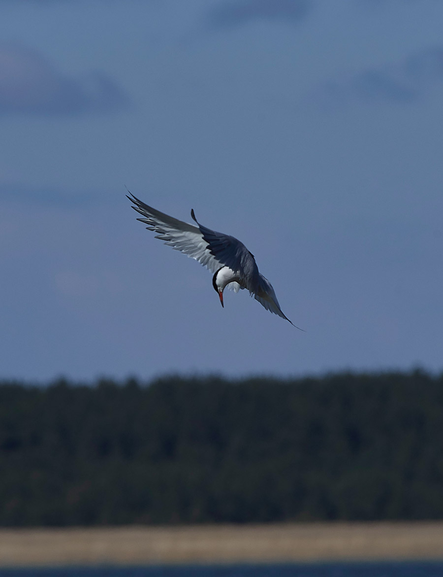 CommonTern05171