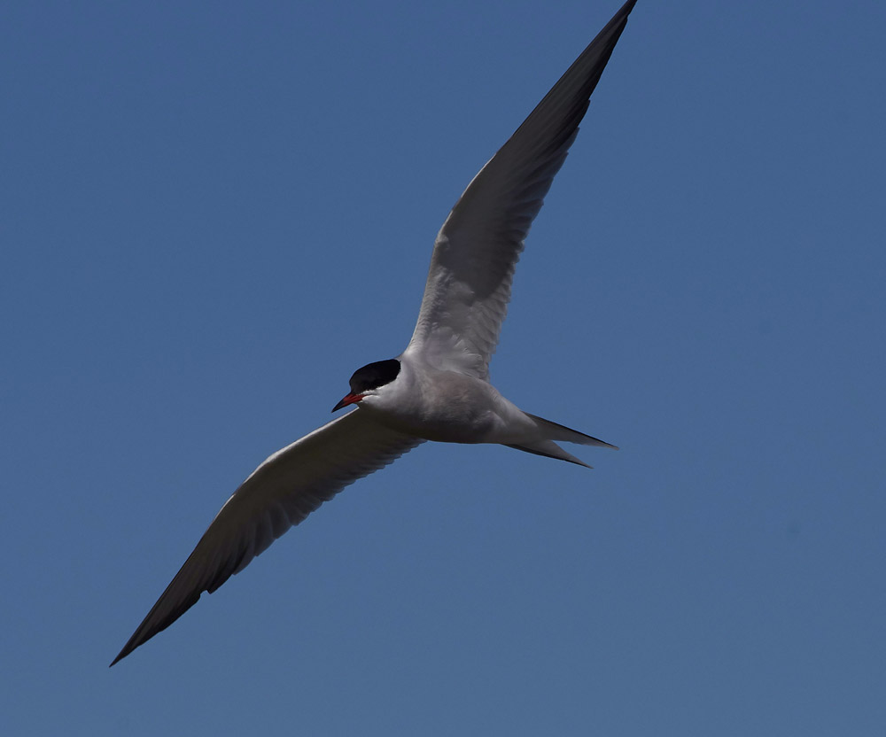 CommonTern05172