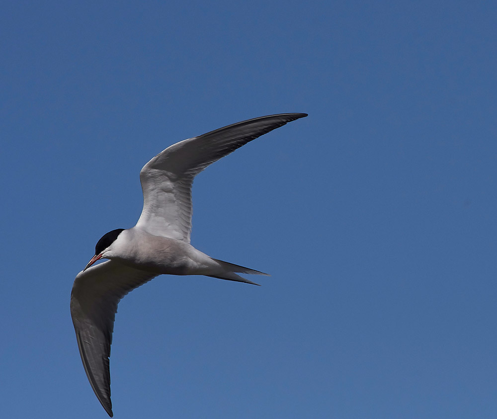 CommonTern05173