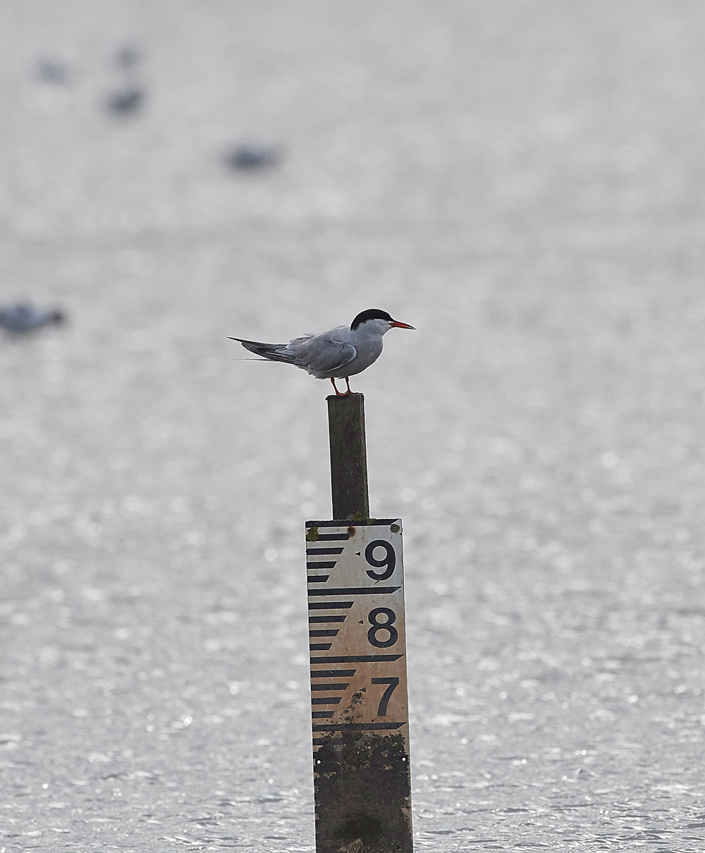 CommonTern280717-1