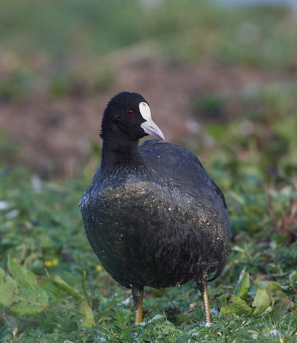 Coot210817-1