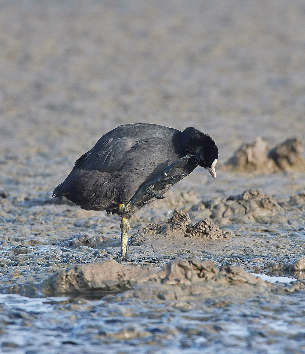 Coot210817-2