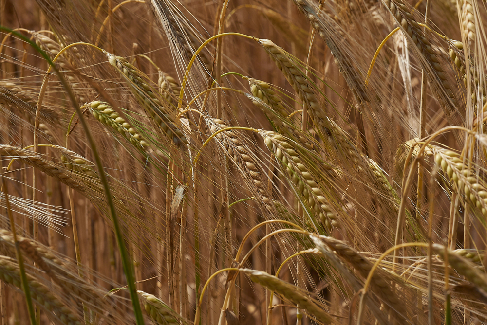 Cornfield210617-2