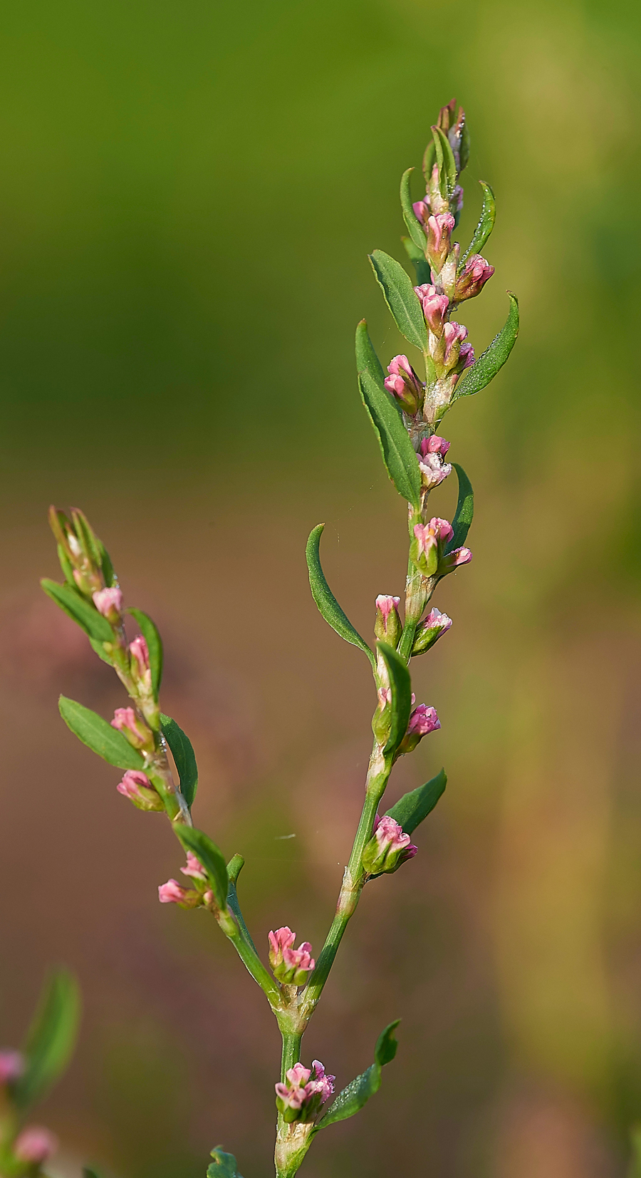 CornfieldKnotgrass140817