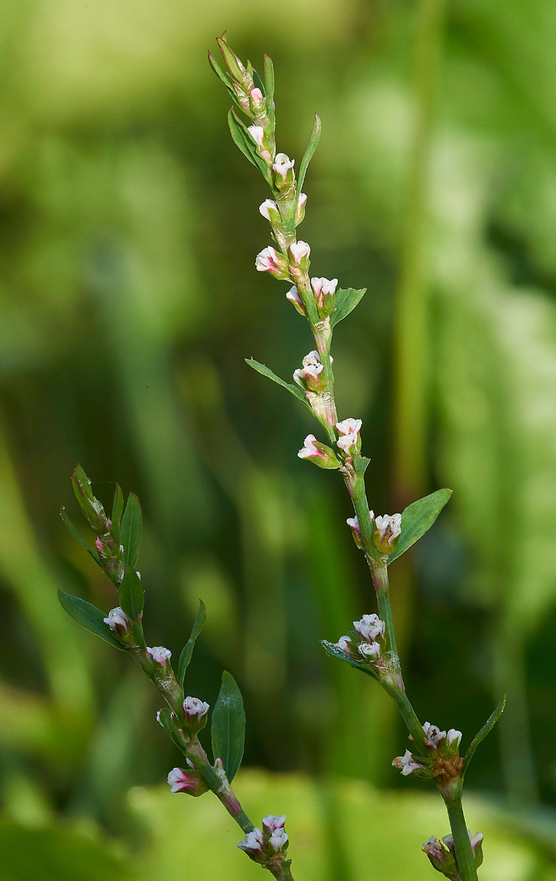 CornfieldKnotgrass160817-1