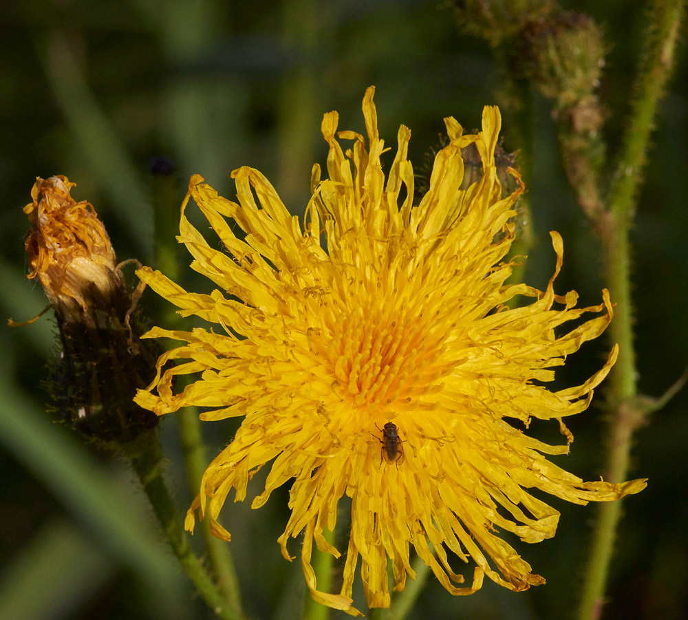 CornSowthistle210817-1