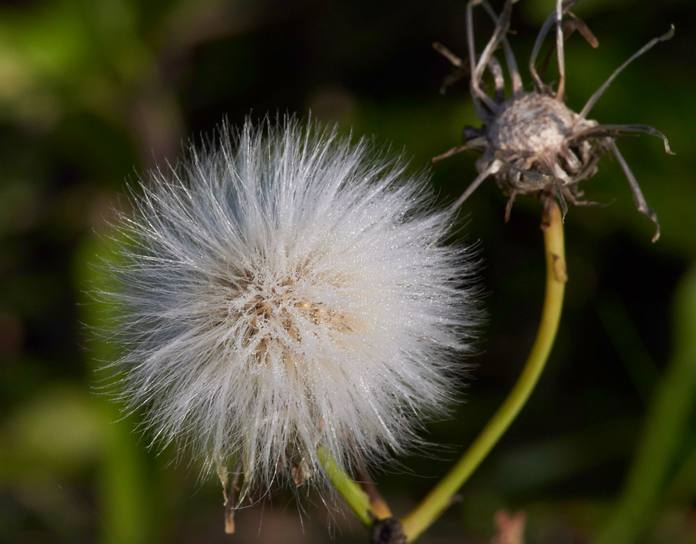 CornSowthistle210817-2