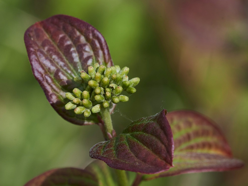 Cornus3004171