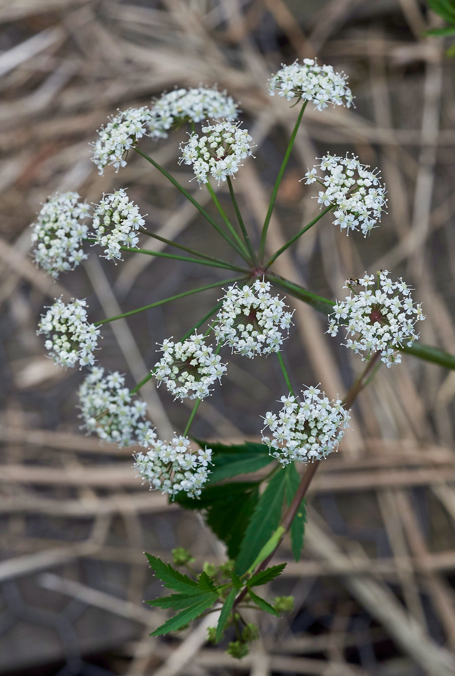 Cowbane130717-1