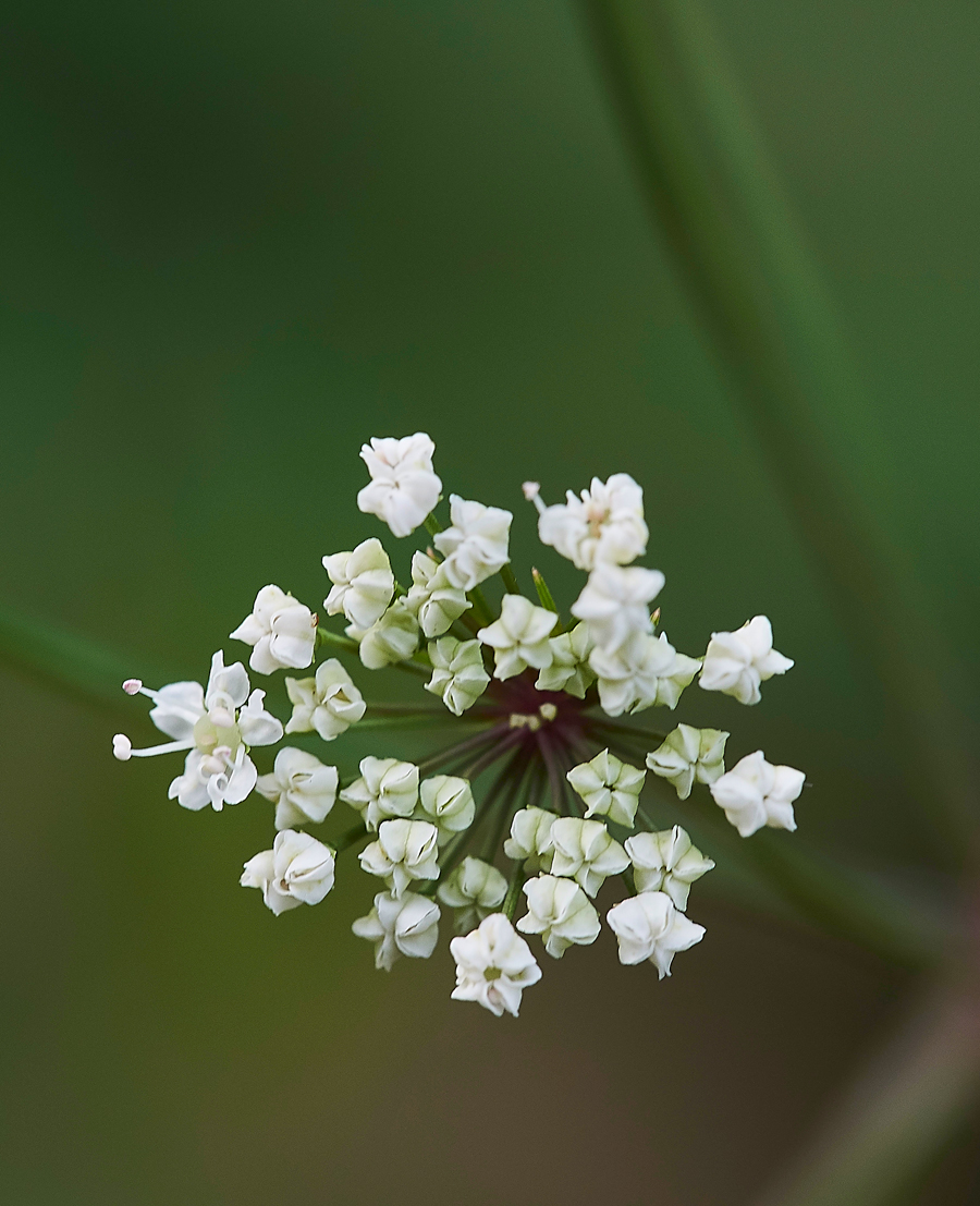 Cowbane130717-4