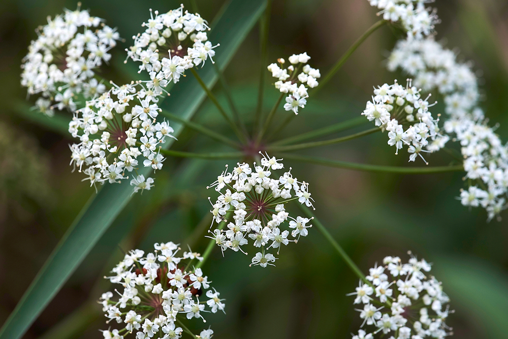 Cowbane130717-5