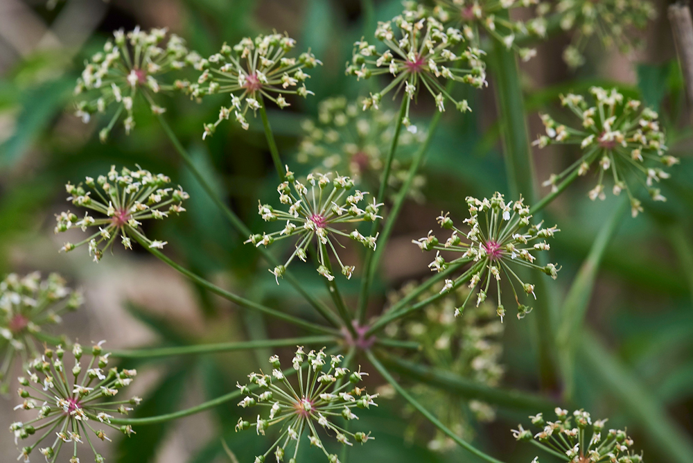 Cowbane130717-6