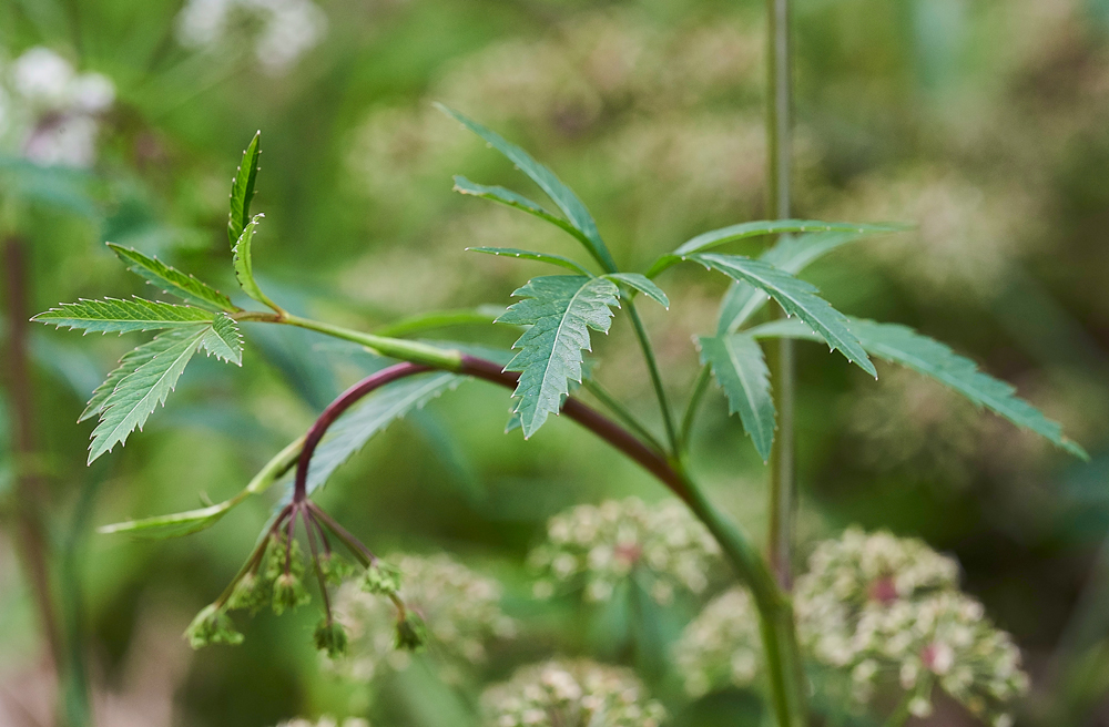 Cowbane130717-7