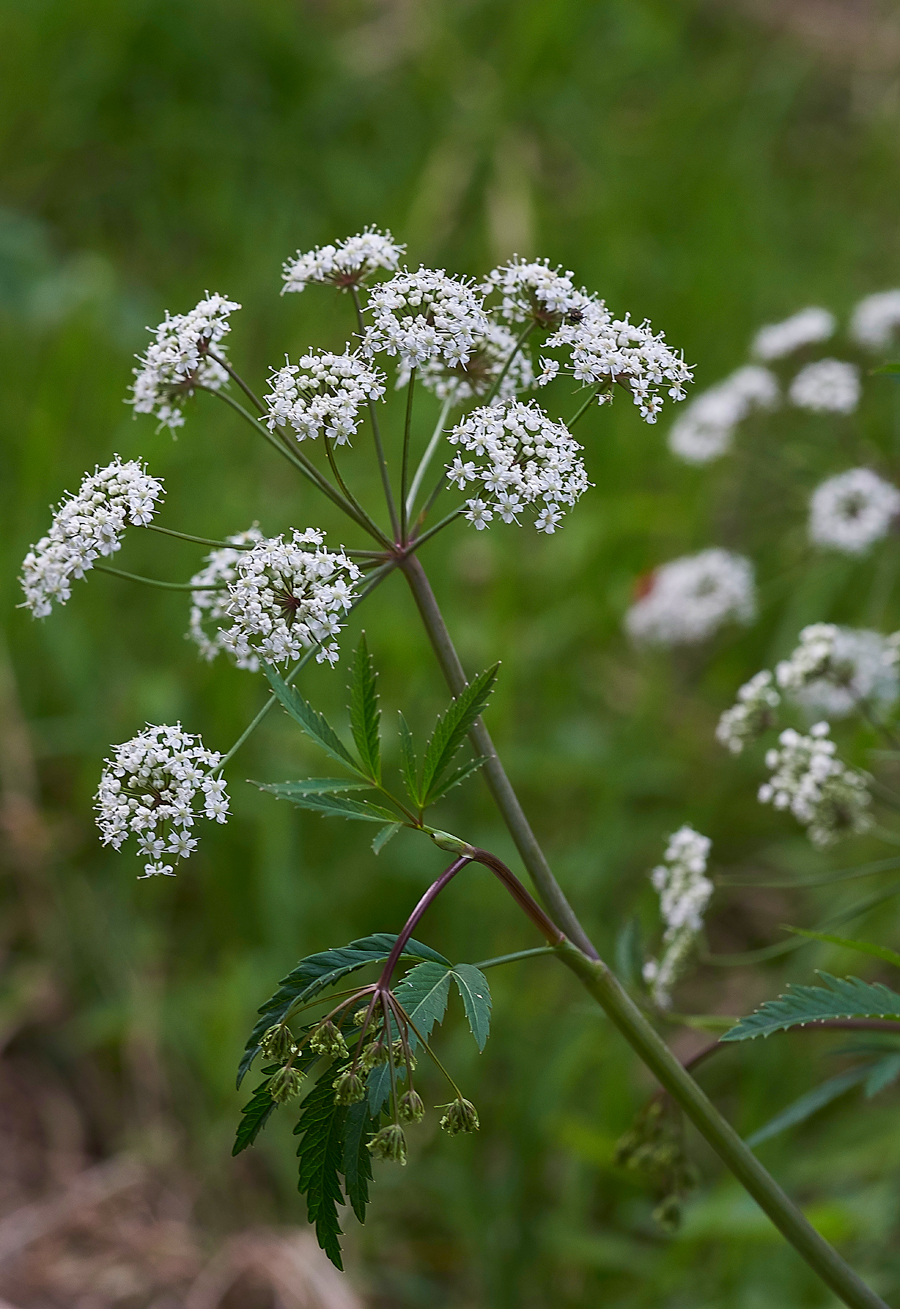 Cowbane130717-9