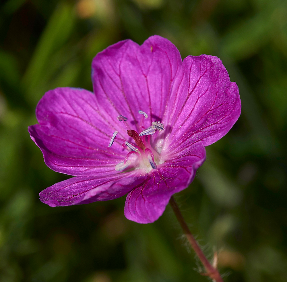 Cranesbill260617