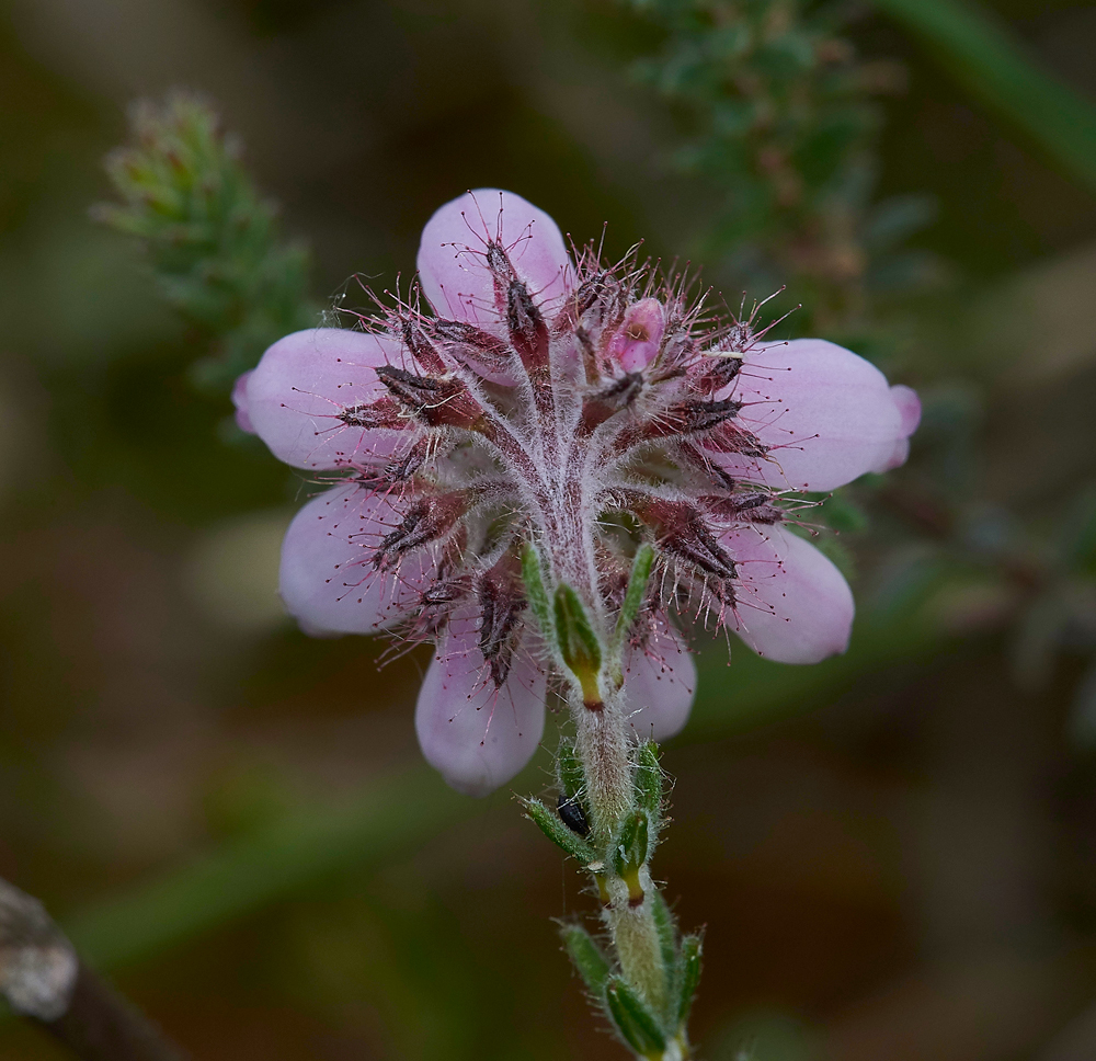 Cross-leavedHeath230617