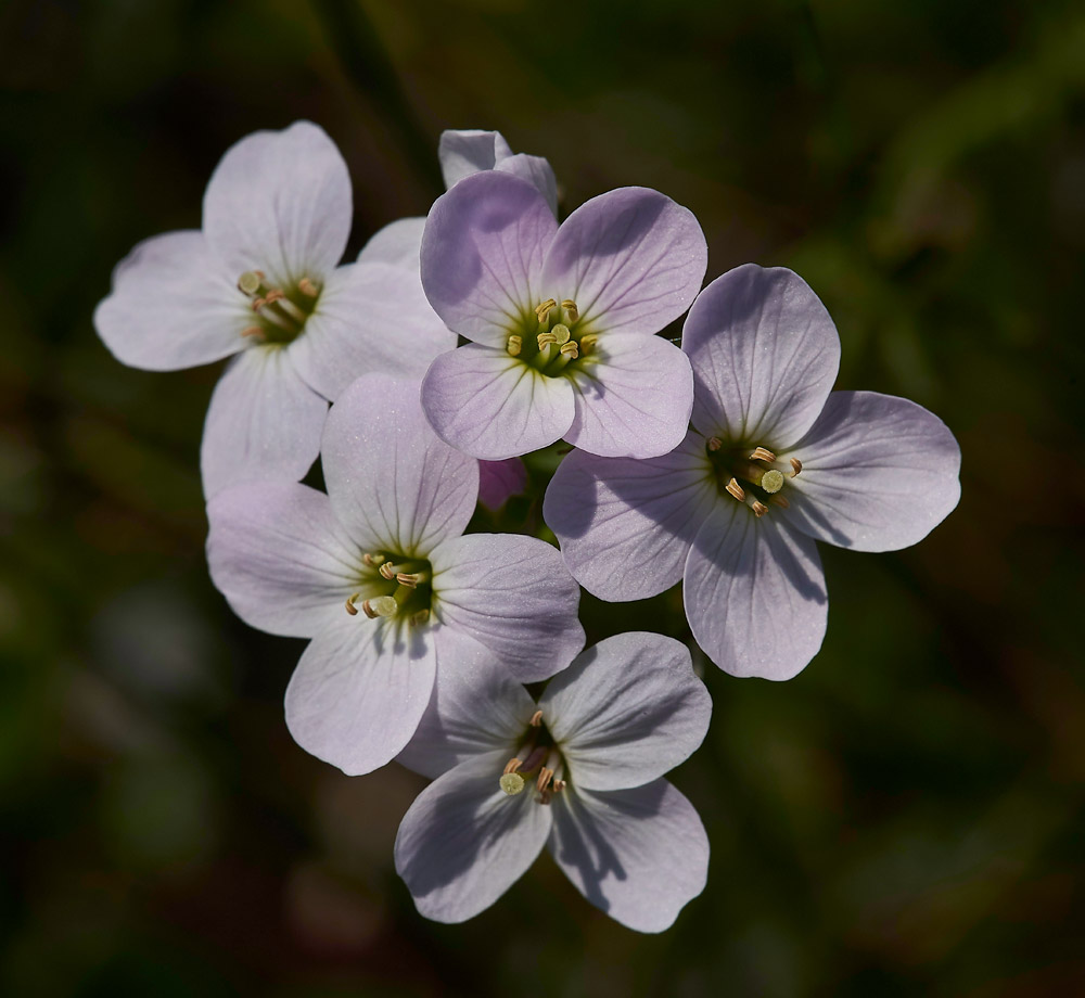 CuckooFlower250517-1