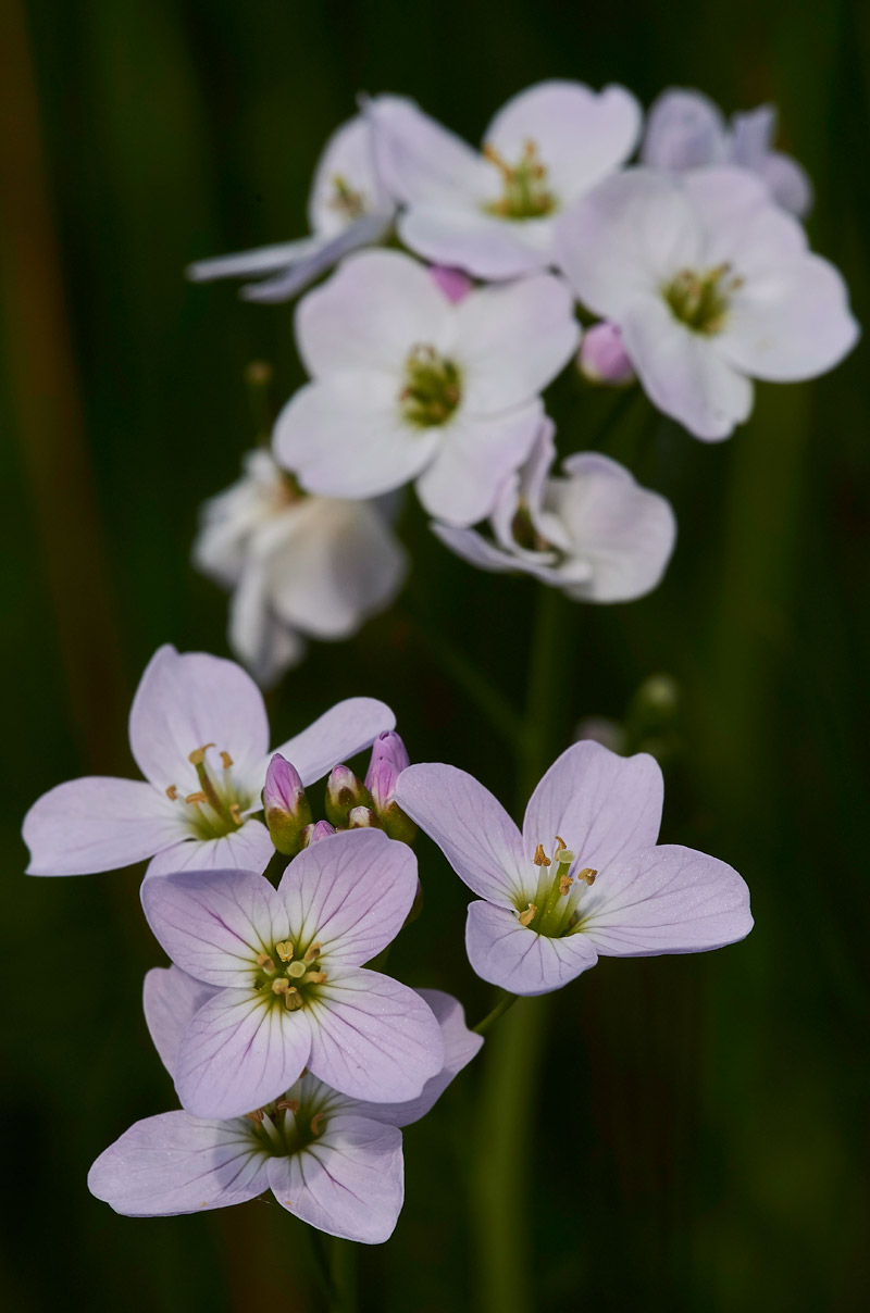 CuckooFlower250517-3