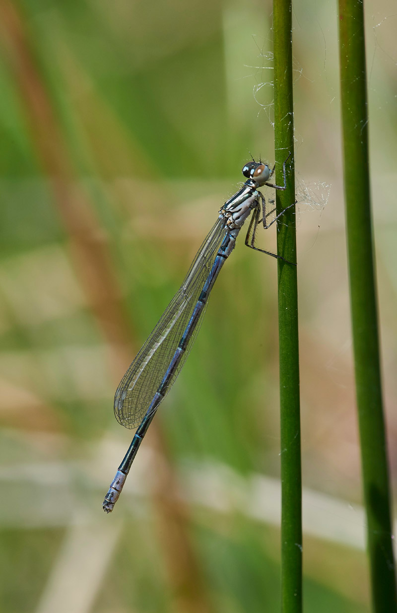 DamselFly250517-1