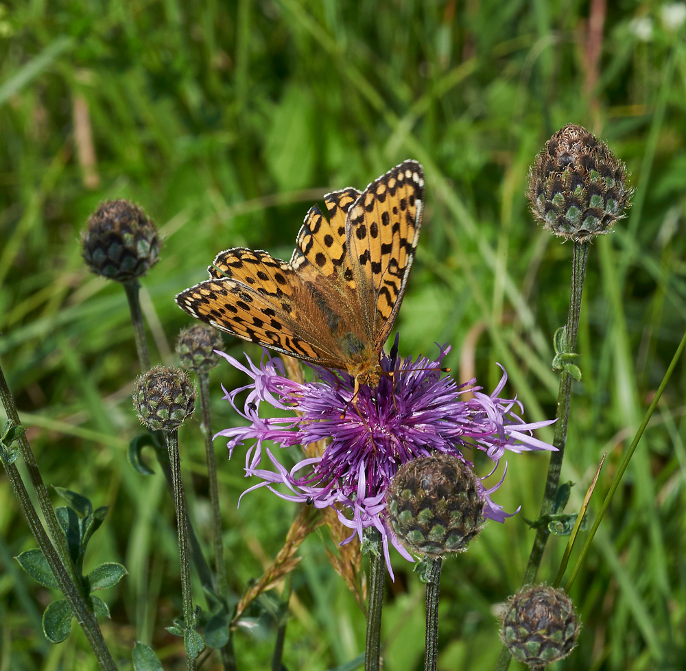 DarkGreenFritillary260617-1