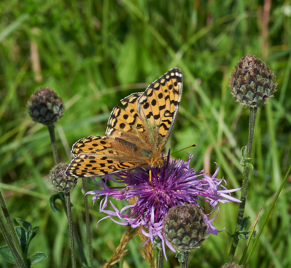 DarkGreenFritillary260617-2