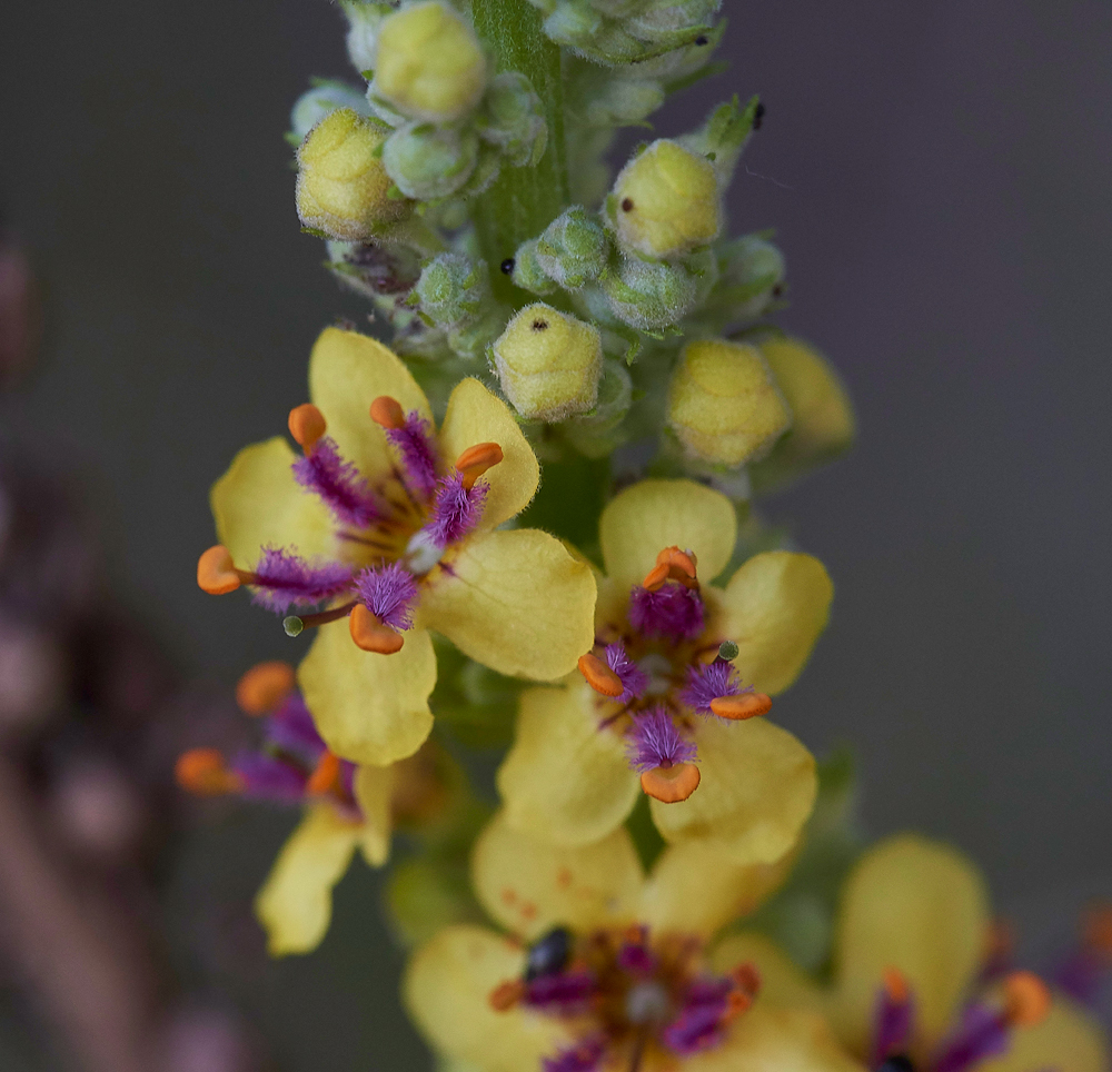 DarkMullein260617-1